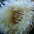 Santa Monica Pier Aquarium Sea Anemone